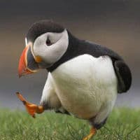 Unpopular Opinion Puffin meme template - Unpopular Opinion Puffin