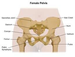 Vagina Bones meme template - Vagina Bones