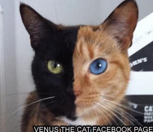 Venus the Two Faced Cat meme template - Venus the Two Faced Cat