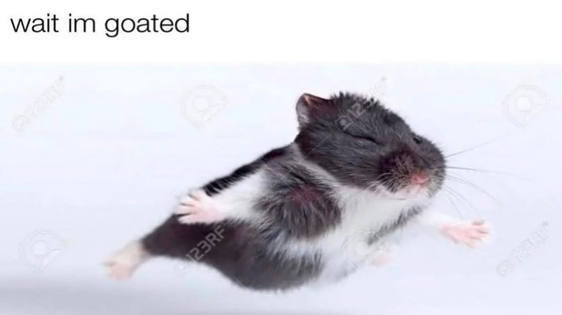 Wait I'm Goated meme template - Wait I'm Goated