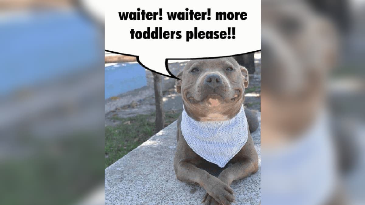 Waiter! Waiter! More Toddlers Please!! meme template - Waiter Waiter More Toddlers Please