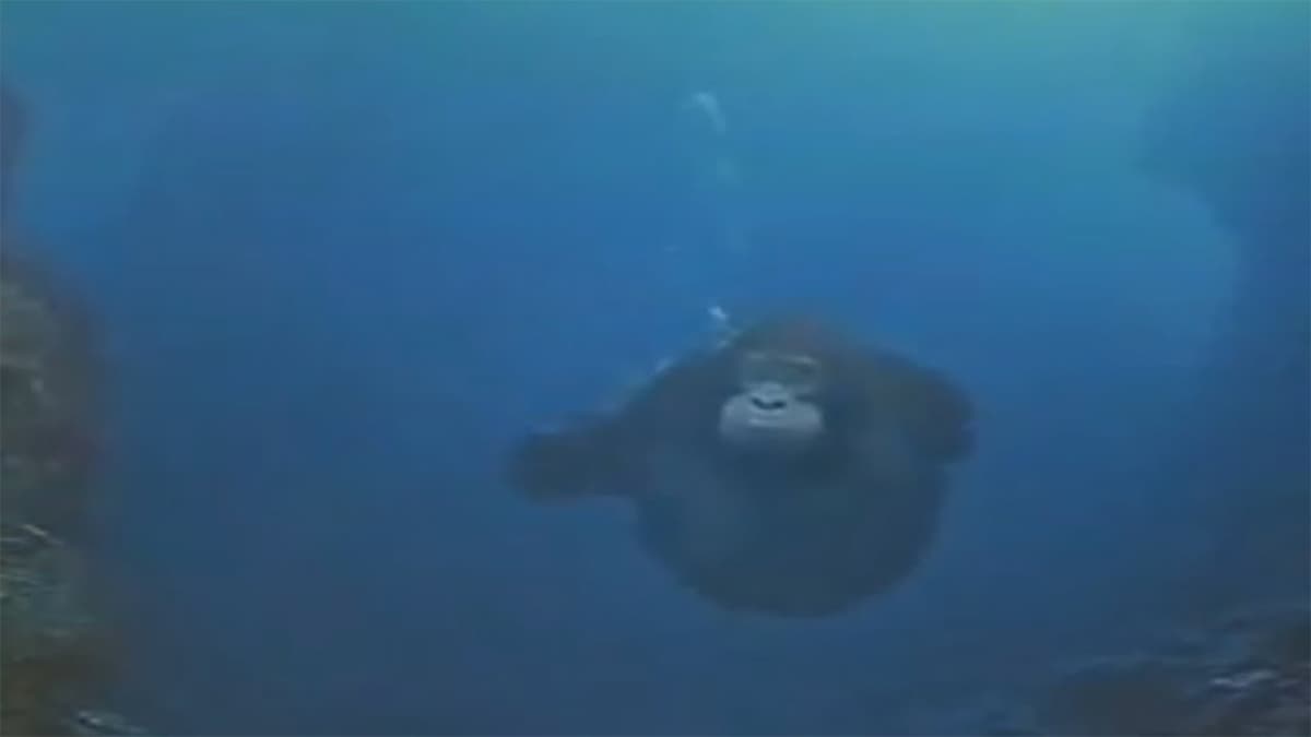 Water Monke / Searching For The Sea Banana meme template - Water Monke
