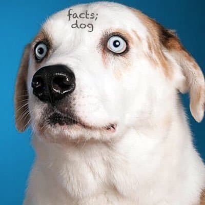 We Rate Dogs meme template - We Rate Dogs