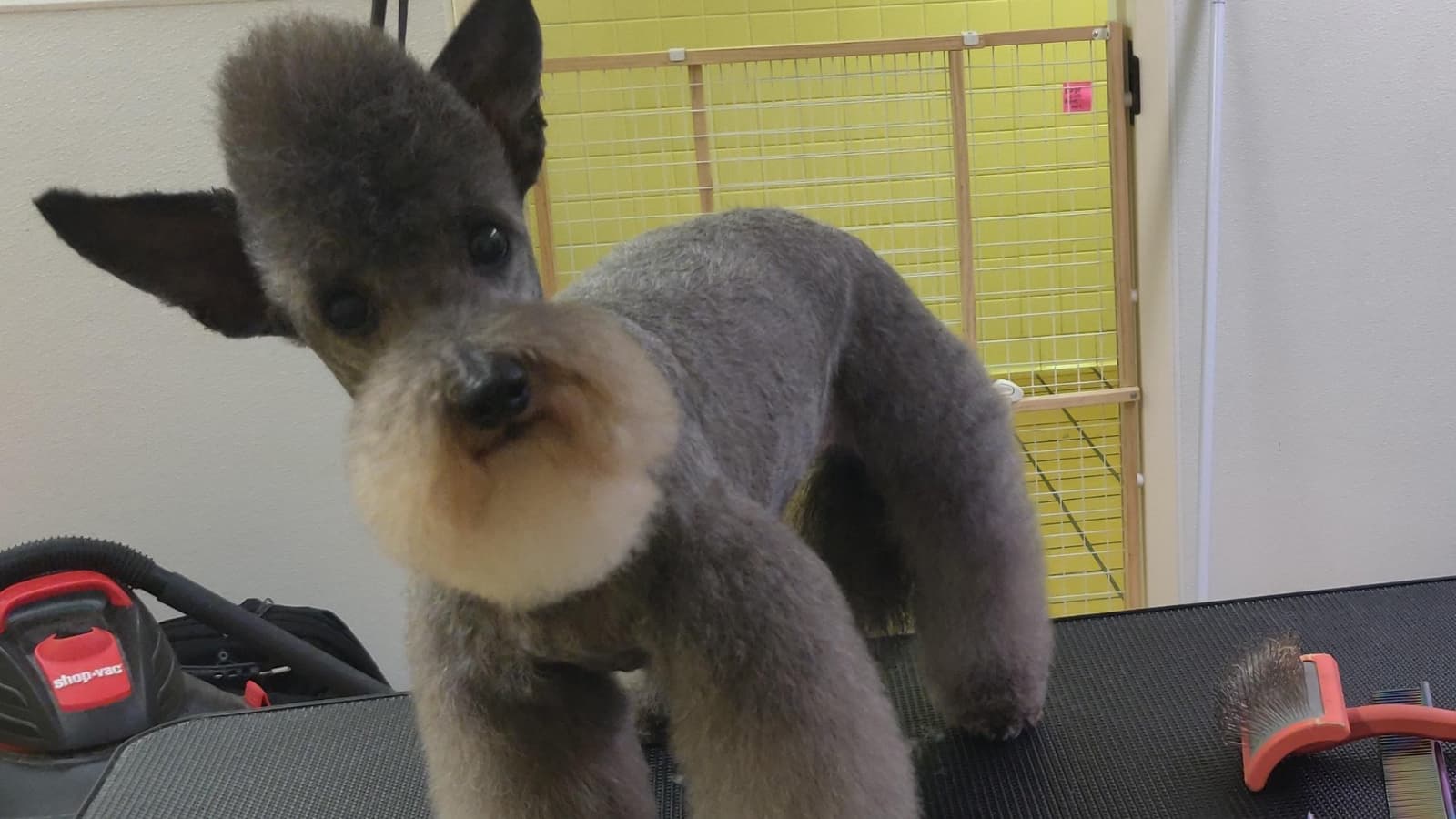 We Will Boil Him Soon Alhamdulillah meme template - We Will Boil Him Soon