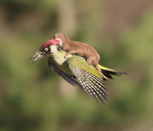 WeaselPecker meme template - WeaselPecker