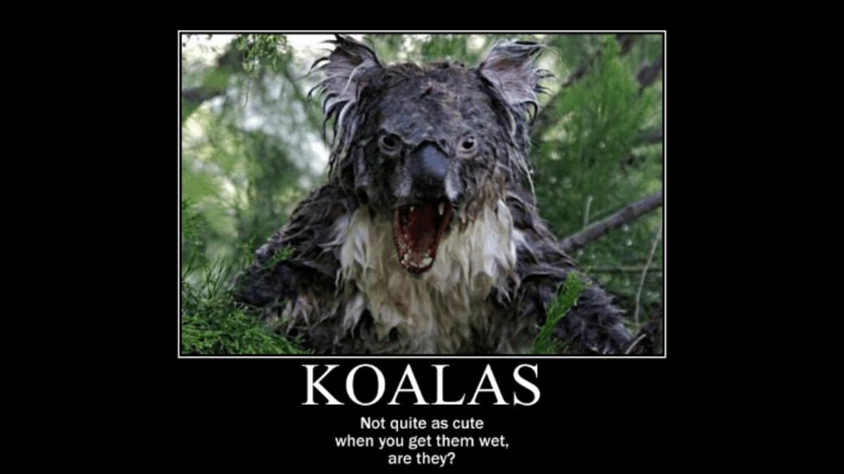 Wet Koala meme template - Wet Koala