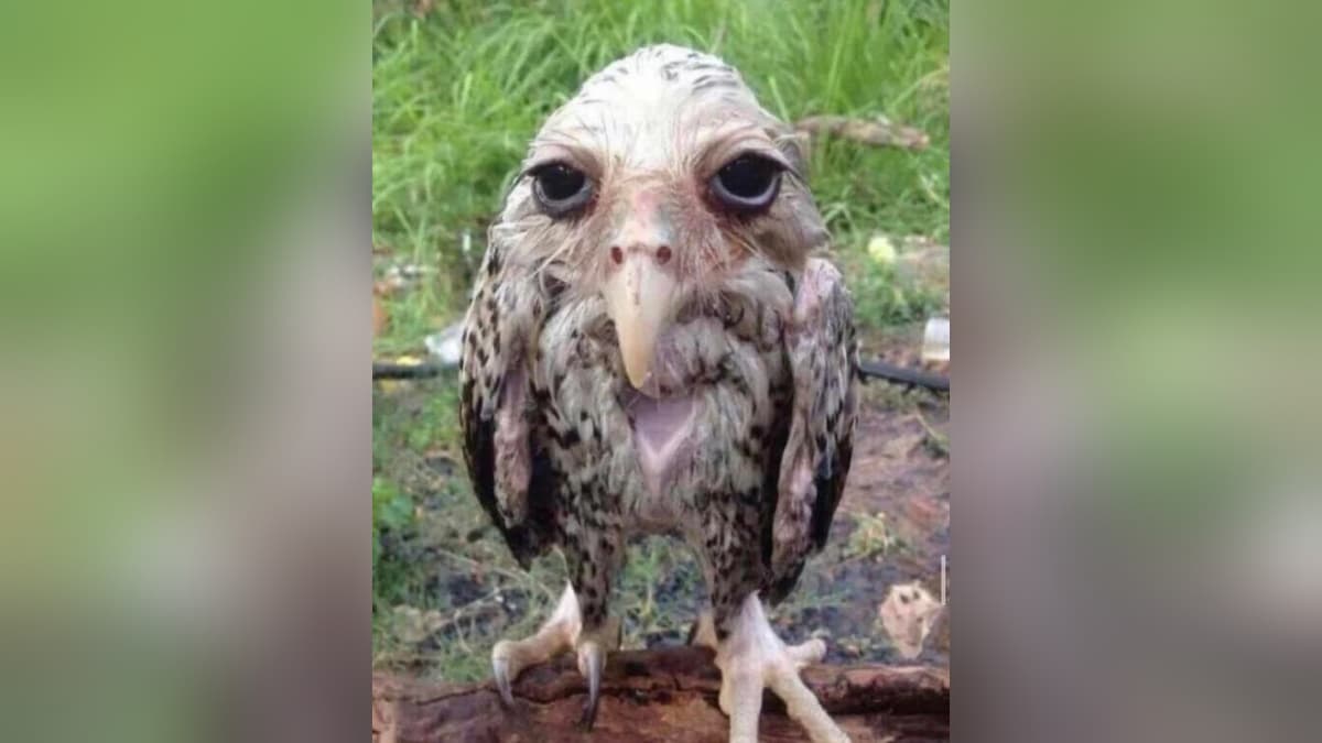 Wet Owl meme template - Wet Owl