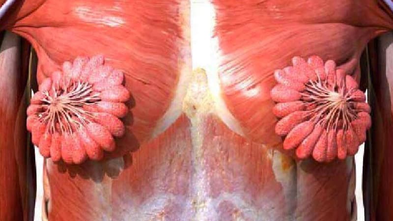 What Breast Milk Ducts Look Like meme template - What Breast Milk Ducts Look Like