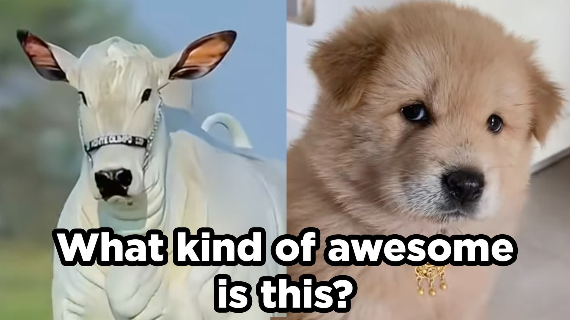 What Kind of X is This? meme template - Is This A Pigeon