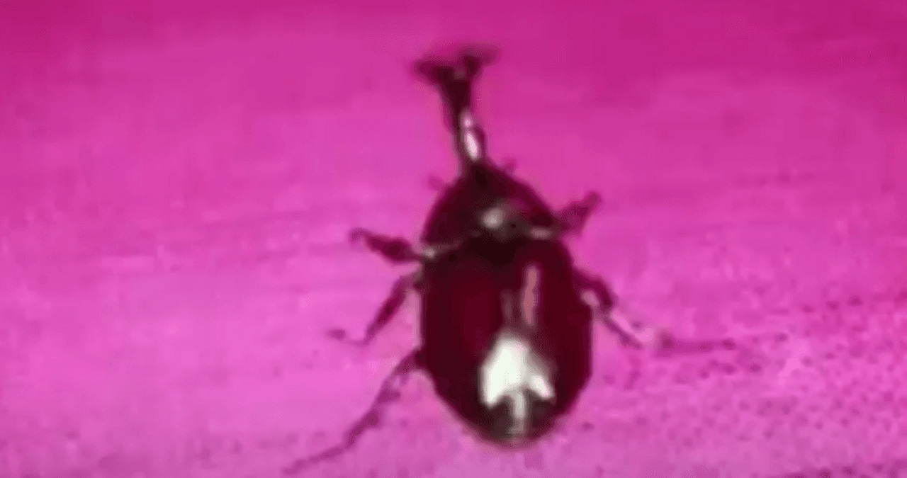 Whatever. Go My Scarab meme template - Whatever Go My Scarab