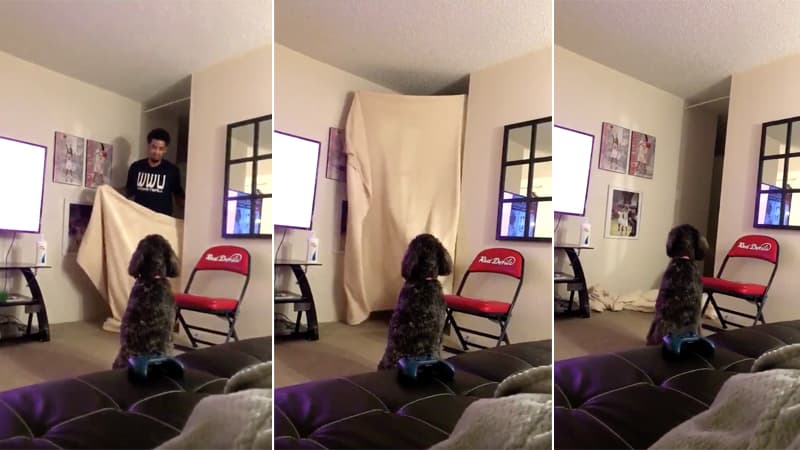 #WhatTheFluffChallenge meme template - #WhatTheFluffChallenge