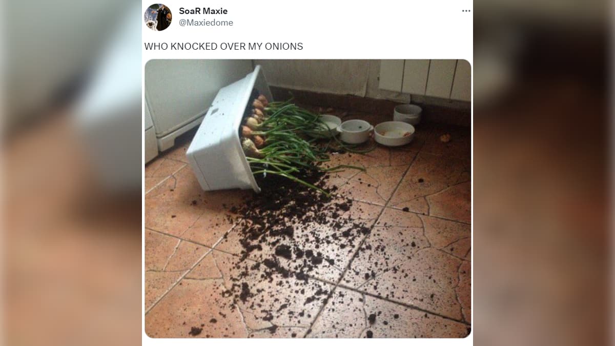 Who Knocked Over My Onions meme template - Who Knocked Over My Onions