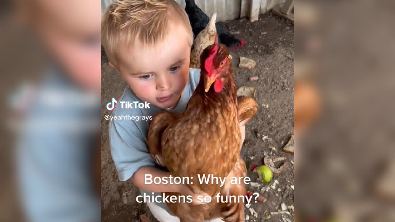 Why Are Chickens So Funny? meme template - Why Are Chickens So Funny