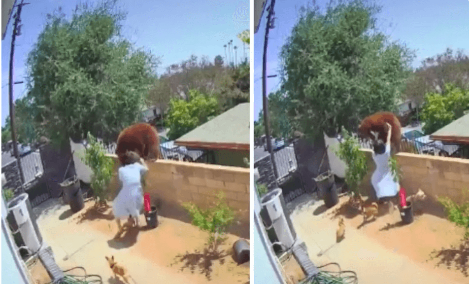 Woman Pushing Bear Off Fence meme template - Woman Pushing Bear