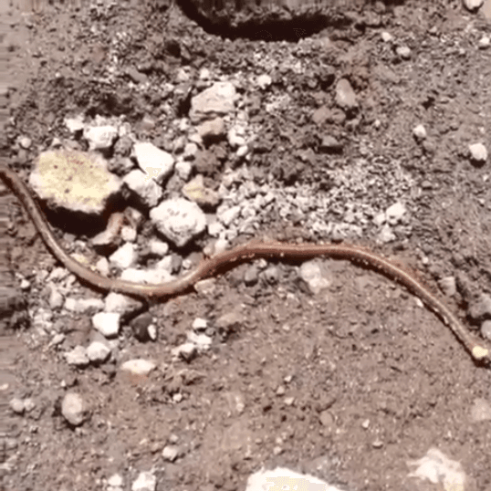 Worms Dancing to Music meme template - Worms Dancing to Music