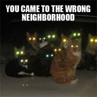 You Came to the Wrong Neighborhood meme template - You Came to the Wrong Neighborhood