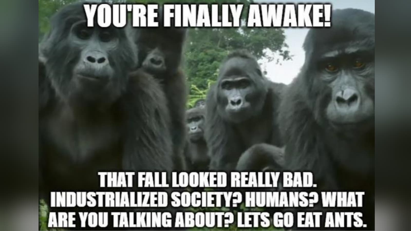 You're Finally Awake / You Hit Your Head Really Hard meme template - You're Finally Awake