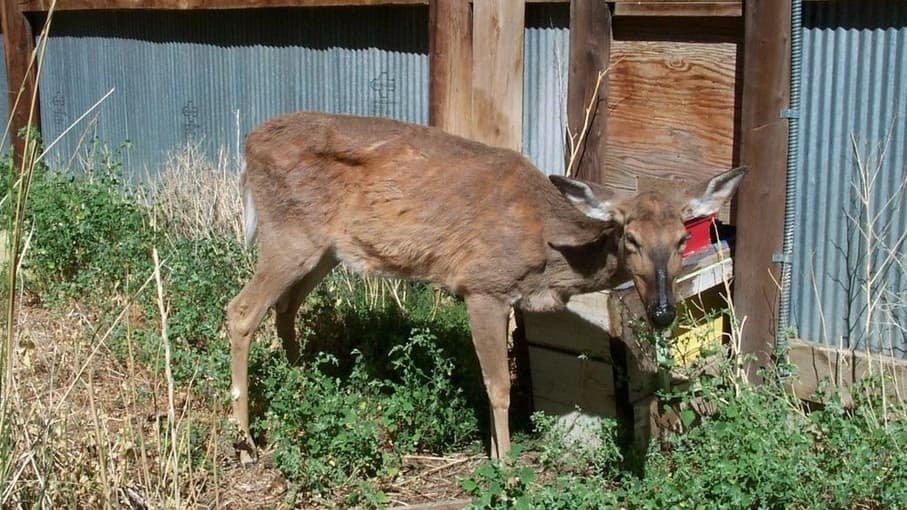 Zombie Deer Disease meme template - Zombie Deer Disease