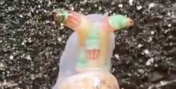 Zombie Snail meme template - Zombie Snail