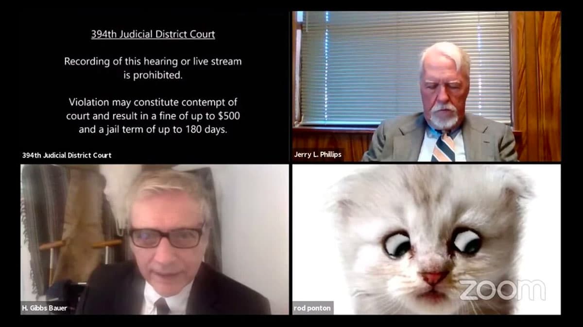 Zoom Cat Lawyer / I'm Not a Cat meme template - Zoom Cat Lawyer