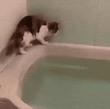 Cat Bathtub Fall