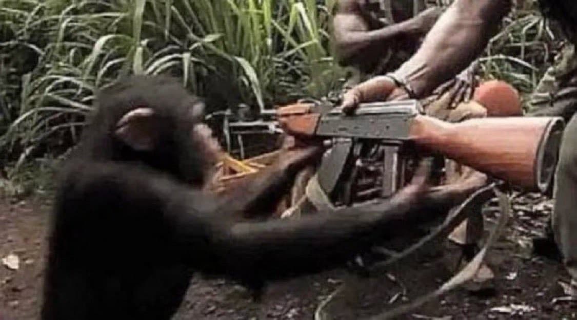 Chimp with AK-47
