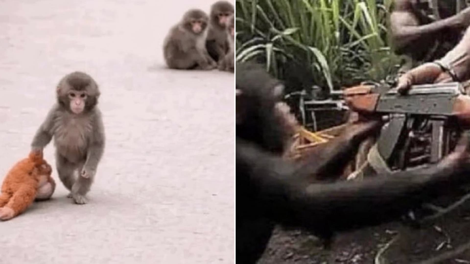 Small Monkey with Stuffed Animal vs Monkey with Gun meme template - monkey